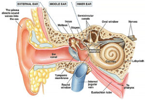 inner ear