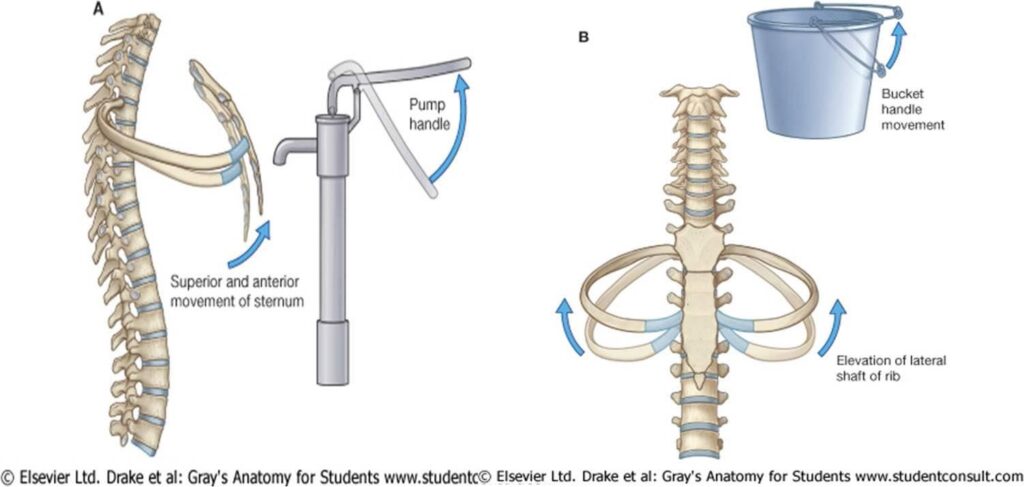 Thoracic Spine Pain